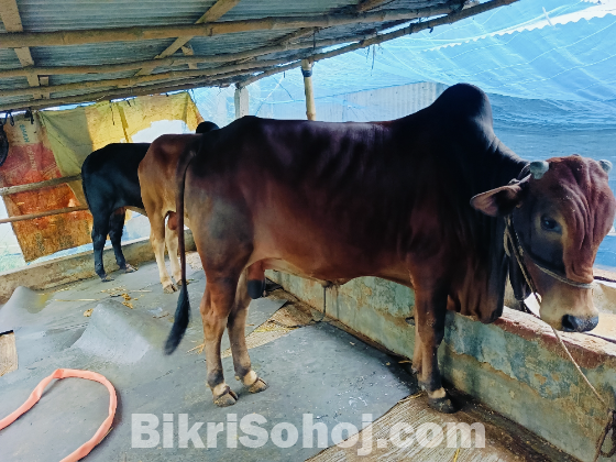 কুরবানীর পশু গরু
